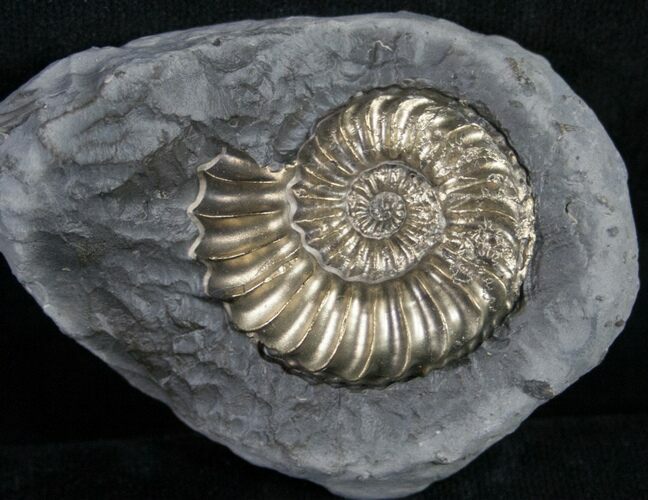 Pyritized Pleuroceras Ammonite - Germany #9039